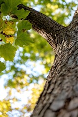 Obraz premium Looking up from base of tree showcasing textured bark and green leaves basking in sunlight : Generative AI