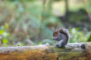 A beautiful grey squirrel on a woodland log. Good copy space.