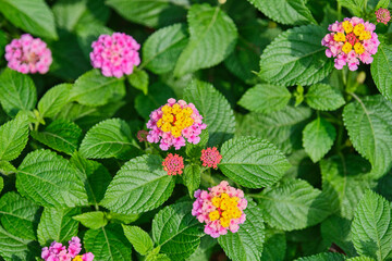 Vibrant lantana flowers with green foliage