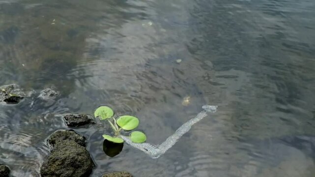 white snake skin submerged in water.Snake skin replacement process. Footage 4K, 60Fps