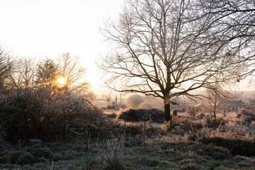 Moody cold winter landscape with tree at sunset