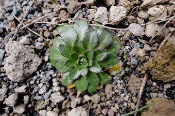 Close-up of a plant in Nevado de Colima