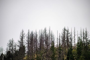 Nevado De Colima forest view