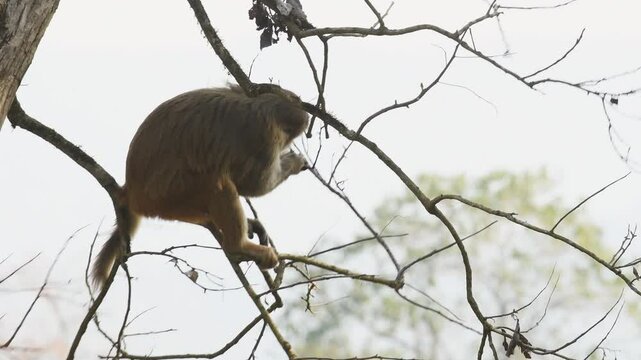 Full shot of Rhesus macaque or Macaca mulatta monkey baby eating fruits leaves tree branch in winter morning light dhikala zone safari of jim corbett national park or tiger reserve uttarakhand india
