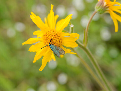 Cistus forester or Adscita geryon with iridescent green to turquoise blue wings feeding on the nectar of an arnica flower (Arnica montana)