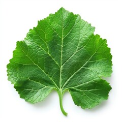 Fresh Green Leaf with Texture and Detail on White Background