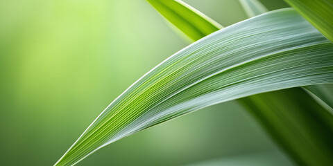 A mesmerizing close-up of lush, green leaves, revealing intricate veins and delicate textures.