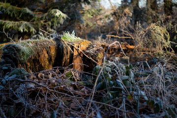 Close up of a stump with moss in winter at daylight 