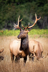 Naklejka premium Grazing Elk in the clearing