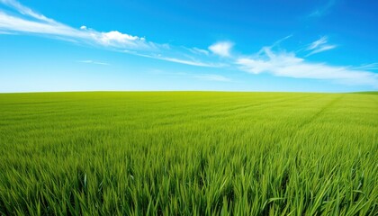 Lush Green Field Under a Blue Sky with White Clouds