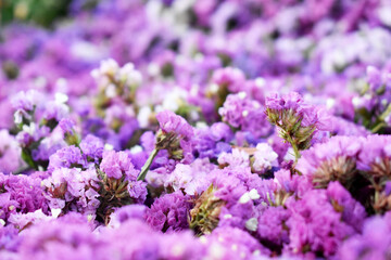 lavender field in region