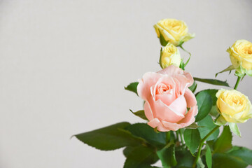 ピンクと黄色のばら