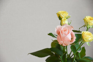 黄色とピンクのばら