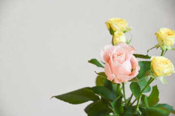 ピンクと黄色のばら