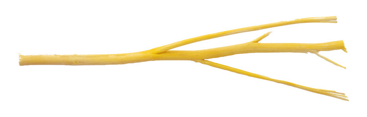 Dry branch isolated on transparent background.