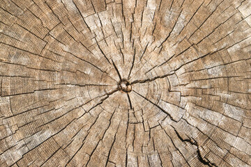 wood texture
