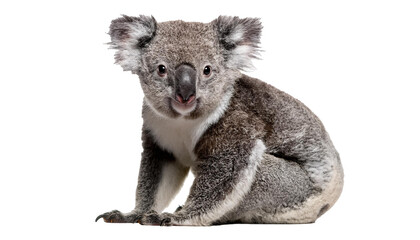 Obraz premium Koala in front of a white background