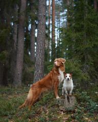 A Viszla and Jack Russell Terrier exploring a forest trail surrounded by dense greenery. The image reflects their adventurous spirit and love for nature.