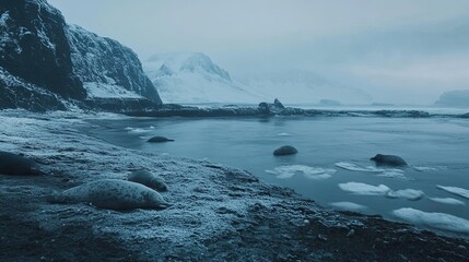 Obraz premium Seals resting on icy beach, snowy mountains background; nature, wildlife scene