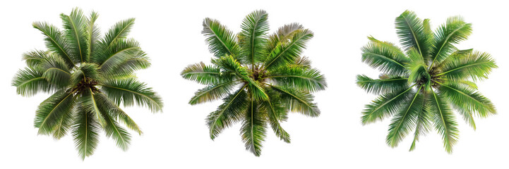 Set of Coconut Trees Isolated on White and Transparent Background, Top View