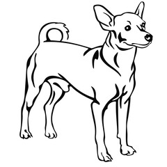 Pinscher Dog Full Body Standing Isolated Vector Line Art