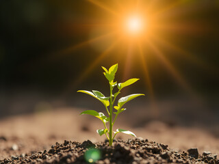 The Sapling are growing from the soil with sunlight