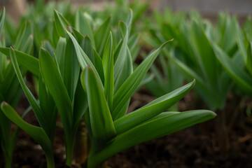 Allium ornamental onion. Broadleaf garlic. Perennial herb against the background of garden beds. Bulbous plants in the vegetable garden. Gardening and agriculture