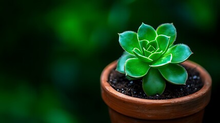 Naklejka premium Green succulent in terracotta pot, garden background, plant care