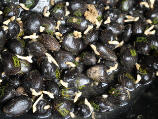 oil palm sprouts. will be sown in polybags. oil palm seedlings. plants source of prophet oil seeds and renewable energy sources