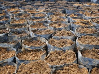 oil palm sprouts. will be sown in polybags. oil palm seedlings. plants source of prophet oil seeds and renewable energy sources