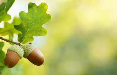 Oak leaf, acorn on oak tree background