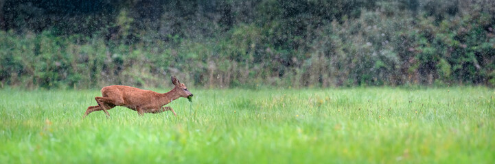 young roe deer buck eating a bramble leaf and running in the rain near a hedgerow in a clearing. Capreolus capreolus, Touraine, Indre et Loire 37, région Centre-Val-de-Loire, France, European Union © Nature Emotion