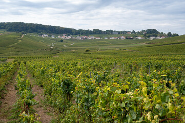 Landscape with green grand cru vineyards near Cramant and Avize, region Champagne, France. Cultivation of white chardonnay wine grape on chalky soils of Cote des Blancs