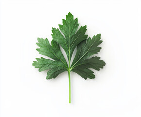 Obraz premium Freshly picked parsley leaf resting on a white surface showcasing its vibrant green color and unique texture