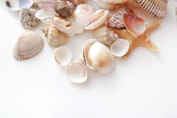 Summer seashells colourful collection