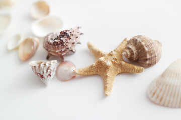 Summer seashells colourful collection