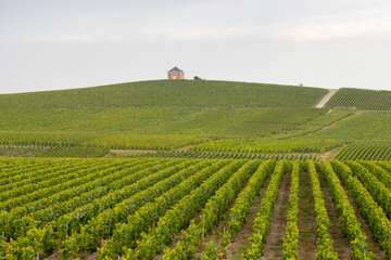 Landscape with green grand cru vineyards near Cramant and Avize, region Champagne, France. Cultivation of white chardonnay wine grape on chalky soils of Cote des Blancs