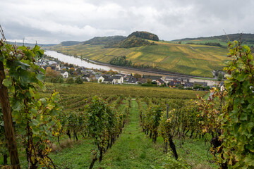 Fototapeta premium Aerial view of terraced vineyards around Nittel, Rhineland-Palatinate, Germany and views across Moselle River on vineyard hills of Machtum, Luxembourg