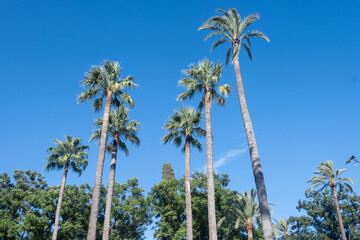 Naklejka premium Beautiful green public park with large palm trees, unusual shapes and designs trees in one of oldest city in Europe, Sevilla, Andalusia, Spain