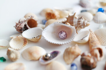 Summer seashells colourful collection