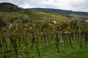 Panoramic view of terraced vineyards around Nittel, Rhineland-Palatinate, Germany and views across Moselle River on vineyard hills of Luxembourg near Grevenmacher