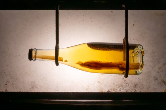 Lees yeast cells left over from fermentation in bottle, traditional method of production of cremant sparkling wine in south part of Luxembourg country on bank of Moezel, Mosel river.