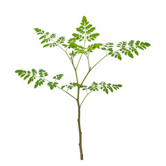 moringa leaves