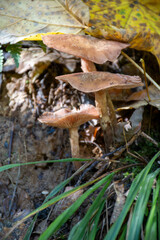 Divercity of wild mushrooms of Mullerthal, Luxembourg's Little Switzerland, hiking routes, rock formations, moss-covered forests, tourist destination in Europe