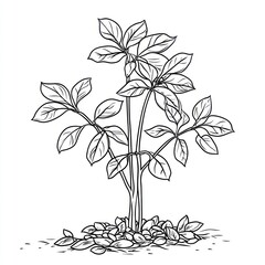 A Simple Line Drawing Of A Ginseng Plant