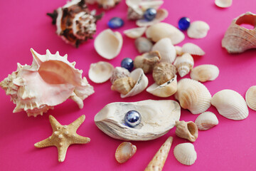 Summer seashells colourful collection