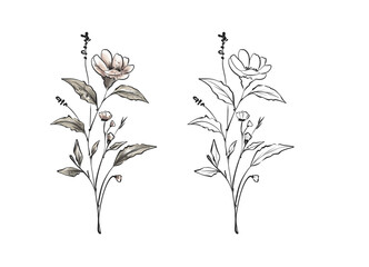 Elegant Botanical Line Drawing of Flowering Stem with Delicate Leaves and Blossoms for Minimalist Artistic Designs