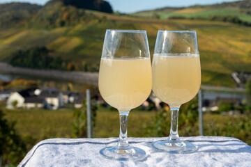 Autumn wine festival in Germany on Moselle river valley, tasting of federweisser young wine, neuer wein fermented freshly pessed auxerrois grape juice, or must. View on terraced vineyards.