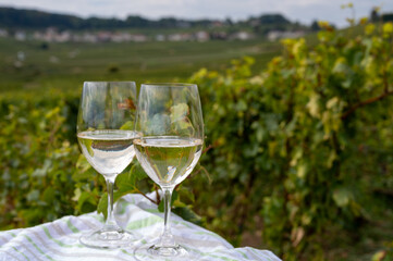 Tasting of grand cru sparkling brut white wine champagne on sunny vineyards of Cote des Blancs near village Cramant and Avize, Champagne, France