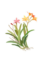 Obraz premium Hand drawn gentle graphic style a colorful branch of Orchid Plants on white background